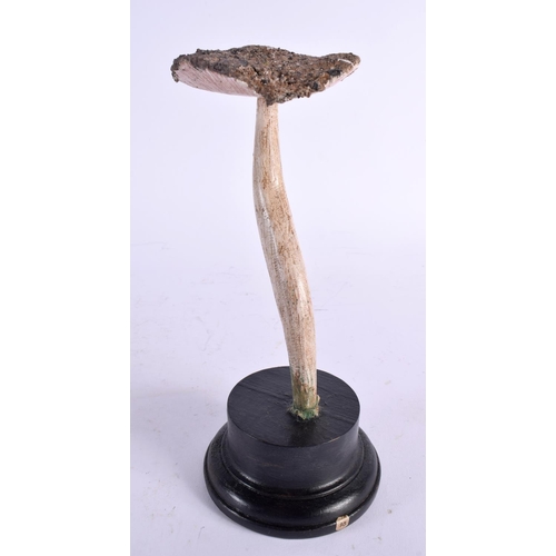 591 - A CARVED TAXIDERMY TYPE PAINTED FOLK ART MUSHROOM. 21 cm high.