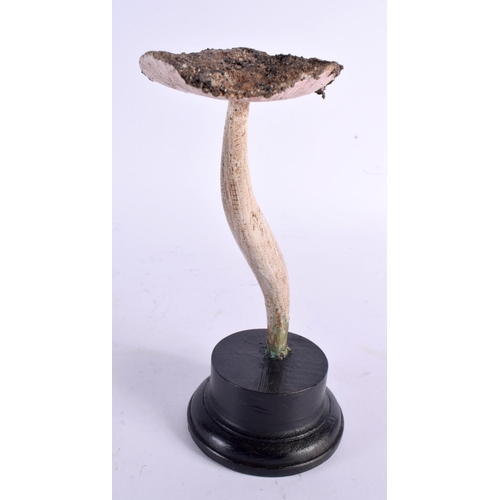 591 - A CARVED TAXIDERMY TYPE PAINTED FOLK ART MUSHROOM. 21 cm high.