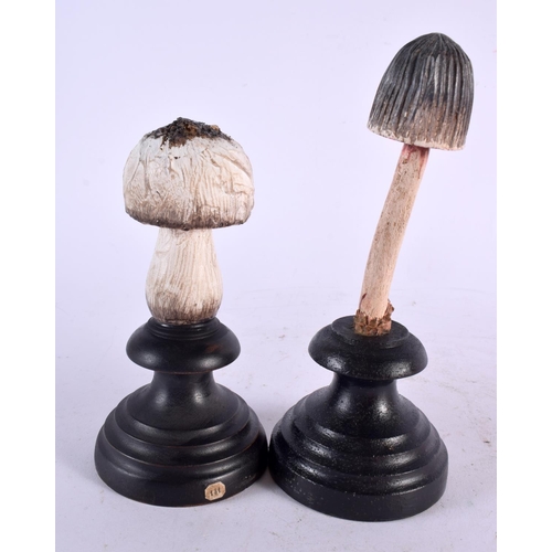 592 - TWO CARVED TAXIDERMY TYPE PAINTED FOLK ART MOUSHROOMS. Largest 15 cm high. (2)