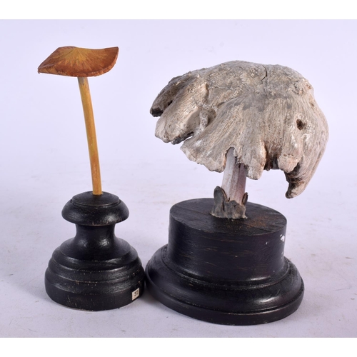 594 - TWO CARVED TAXIDERMY TYPE PAINTED FOLK ART MOUSHROOMS. Largest 12 cm high. (2)