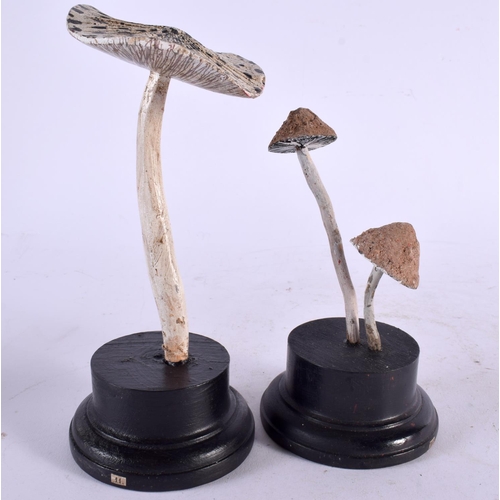 597 - TWO CARVED TAXIDERMY TYPE PAINTED FOLK ART MOUSHROOMS. Largest 21 cm high. (2)