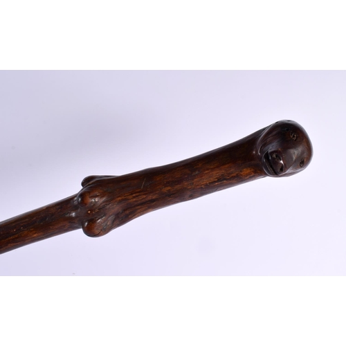 736 - A 19TH CENTURY CONTINENTAL CARVED FOLK ART DOG HEAD NATURALISTIC WALKING CANE. 90 cm long.