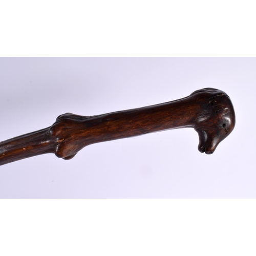 736 - A 19TH CENTURY CONTINENTAL CARVED FOLK ART DOG HEAD NATURALISTIC WALKING CANE. 90 cm long.