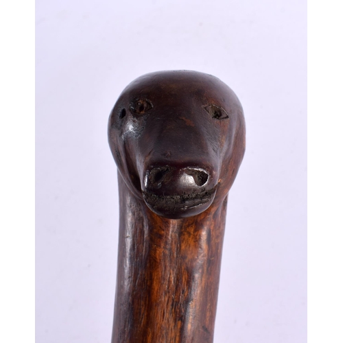 736 - A 19TH CENTURY CONTINENTAL CARVED FOLK ART DOG HEAD NATURALISTIC WALKING CANE. 90 cm long.