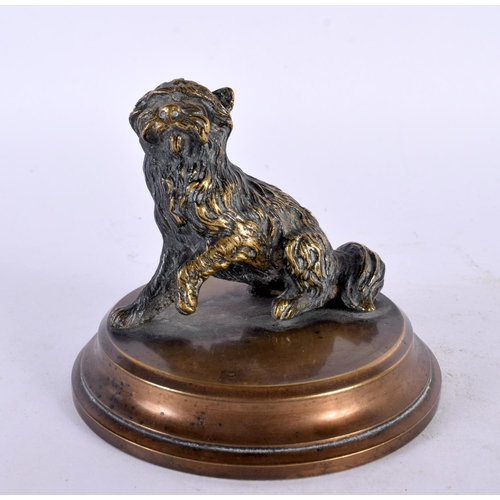 406 - A 19TH CENTURY ENGLISH BRONZE COUNTRY HOUSE TERRIER DOG DESK PAPER WEIGHT. 8 cm wide.