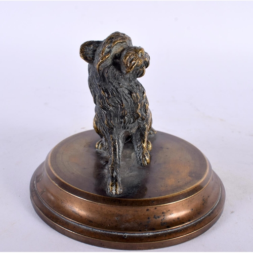 406 - A 19TH CENTURY ENGLISH BRONZE COUNTRY HOUSE TERRIER DOG DESK PAPER WEIGHT. 8 cm wide.