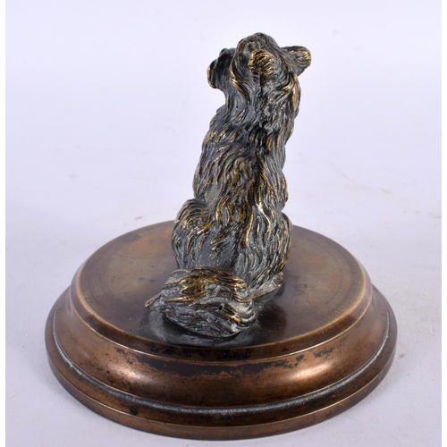 406 - A 19TH CENTURY ENGLISH BRONZE COUNTRY HOUSE TERRIER DOG DESK PAPER WEIGHT. 8 cm wide.