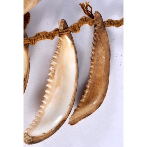 418 - AN AFRICAN TRIBAL CONCH SHELL NECKLACE with original ropework. 80 cm long.