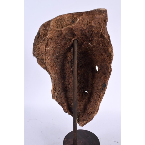 432 - AN EARLY INUIT NORTH AMERICAN CARVED TRIBAL WHALE BONE MASK upon a fitted hardwood frame. 32 cm x 12... 