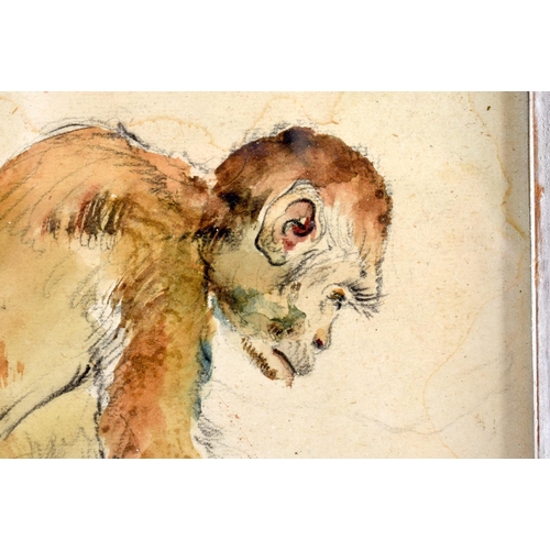 463 - Paul Lemercier (C1943) Pair, Watercolours, Dodo & Monkey. 24 cm square.