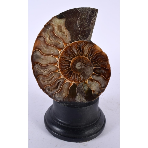 520 - AN EARLY AMMONITE SPECIMEN. 16 cm high.