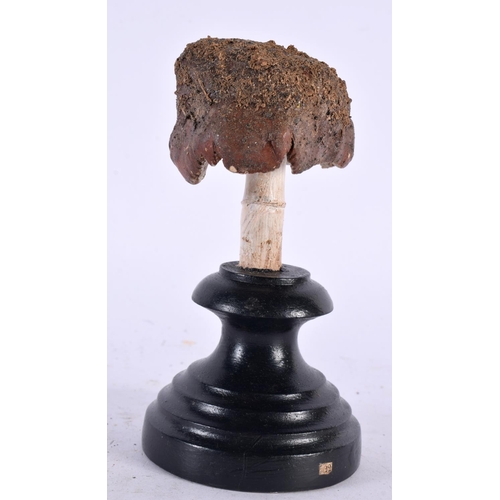 621 - A FOLK ART CARVED AND PAINTED WOOD MUSHROOM SPECIMEN. 15cm high.