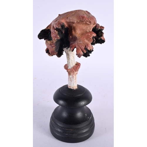 625 - A FOLK ART CARVED AND PAINTED WOOD MUSHROOM SPECIMEN. 20cm high.