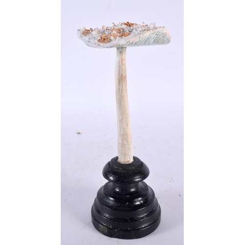 629 - A FOLK ART CARVED AND PAINTED WOOD MUSHROOM SPECIMEN. 18cm high.