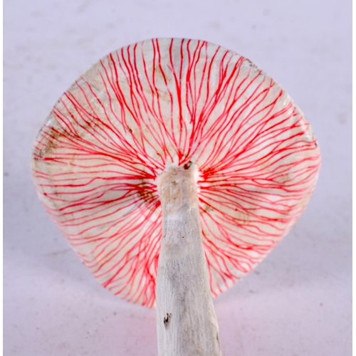 630 - A FOLK ART CARVED AND PAINTED WOOD MUSHROOM SPECIMEN. 18 high.