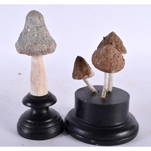 637 - TWO FOLK ART CARVED AND PAINTED WOOD MUSHROOM SPECIMENS. 14cm high. (2)