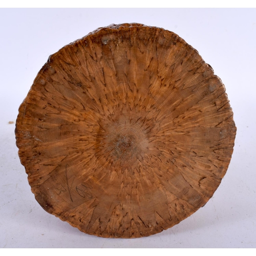 649 - A CHARMING 19TH CENTURY SCOTTISH BURR WOOD TREEN TABLE SNUFF BOX AND COVER of naturalistic form. 13.... 