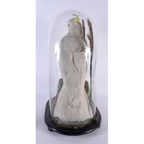 798 - A GOOD LARGE VICTORIAN TAXIDERMY COCKATIEL modelled perched upon a naturalistic stump. 52 cm x 27 cm... 