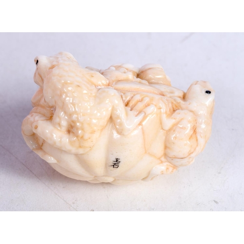 1556 - A JAPANESE BONE TOAD NETSUKE. 57 grams. 5 cm x 3.75 cm.