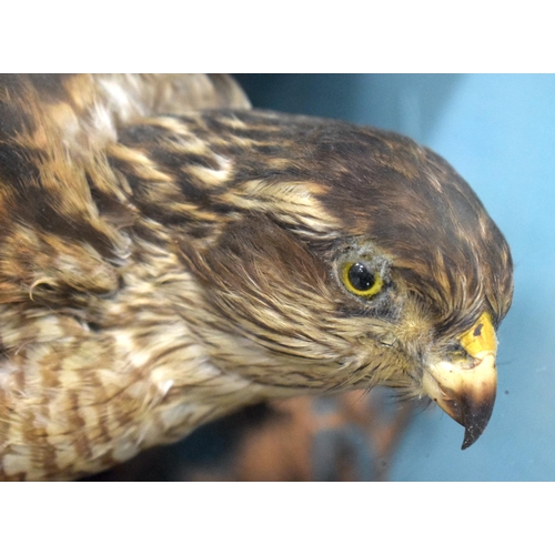 483 - A LATE VICTORIAN TAXIDERMY HAWK. 38 cm x 28 cm.