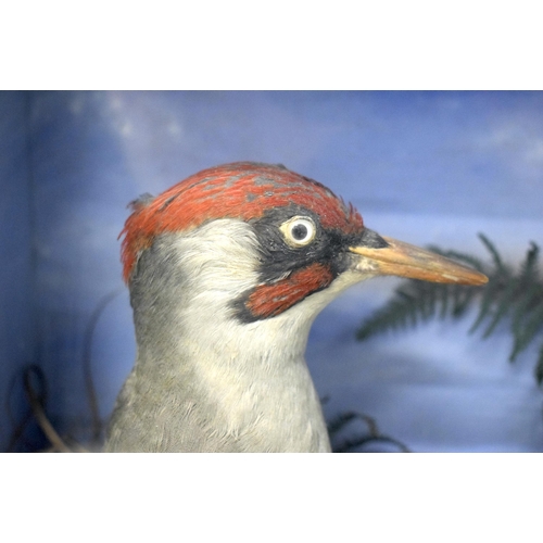 484 - A LATE VICTORIAN TAXIDERMY GROUP OF THREE BIRDS including a parrot. 50 cm x 42 cm.