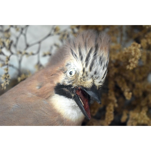 485 - A LATE VICTORIAN PAIR OF TAXIDERMY JAY BIRDS. 46 cm x 42 cm.