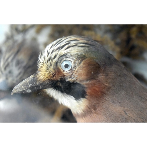 485 - A LATE VICTORIAN PAIR OF TAXIDERMY JAY BIRDS. 46 cm x 42 cm.