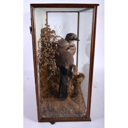 485 - A LATE VICTORIAN PAIR OF TAXIDERMY JAY BIRDS. 46 cm x 42 cm.