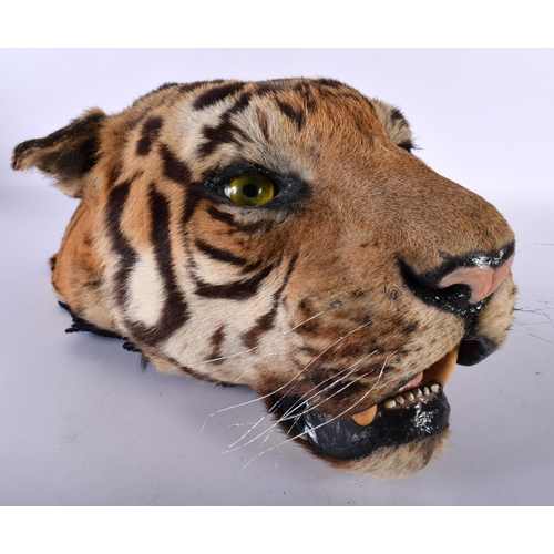 520D - A LATE VICTORIAN/EDWARDIAN TAXIDERMY TIGERS HEAD. 48 cm x 24 cm.