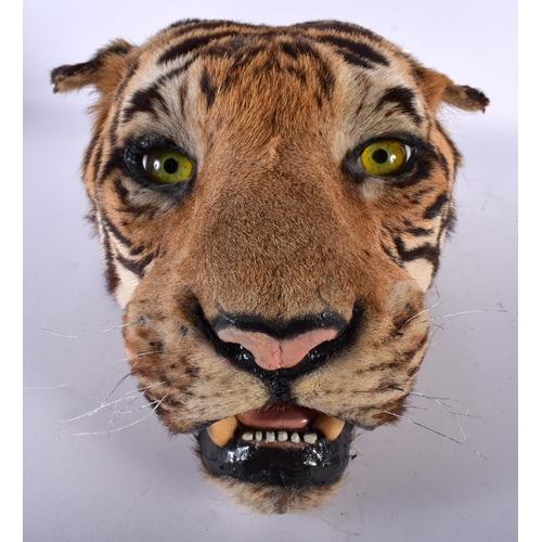 520D - A LATE VICTORIAN/EDWARDIAN TAXIDERMY TIGERS HEAD. 48 cm x 24 cm.