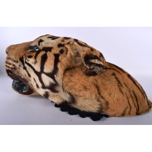 520D - A LATE VICTORIAN/EDWARDIAN TAXIDERMY TIGERS HEAD. 48 cm x 24 cm.