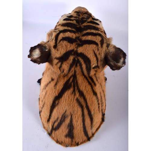 520D - A LATE VICTORIAN/EDWARDIAN TAXIDERMY TIGERS HEAD. 48 cm x 24 cm.