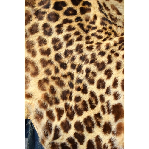 520E - A LATE VICTORIAN/EDWARDIAN TAXIDERMY CHEETAH SKIN. 168 cm x 84 cm.