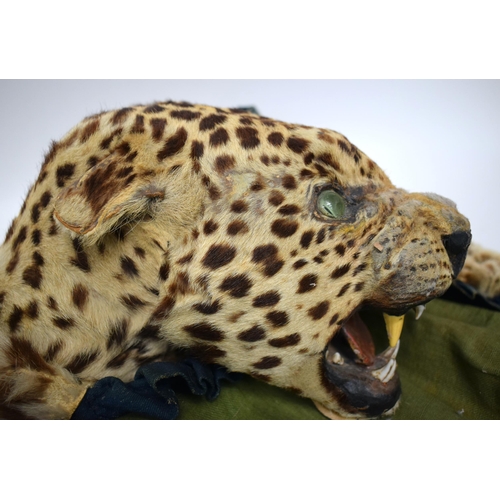 520E - A LATE VICTORIAN/EDWARDIAN TAXIDERMY CHEETAH SKIN. 168 cm x 84 cm.