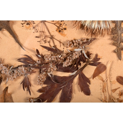 524 - AN UNUSUAL PAIR OF COUNTRY HOUSE TAXIDERMY FERN SPECIMENS. 60 cm x 50 cm.