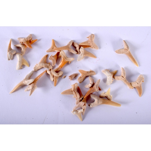 533 - A COLLECTION OF SHARKS TEETH. (qty)