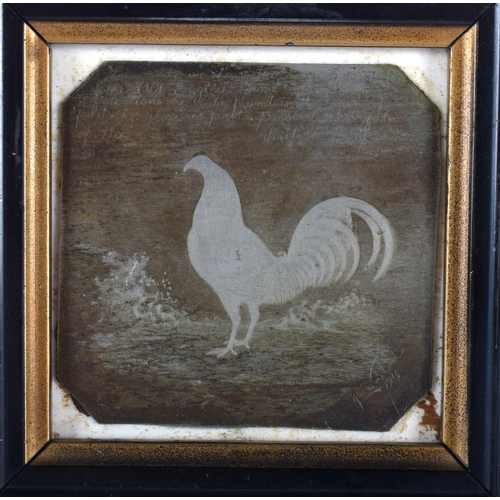 538 - AN EARLY TINTYPE PRIZE CHICKEN PHOTOGRAPH signed and dated 1914. 12 cm square.