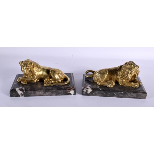 557 - A PAIR OF REGENCY GILT BRONZE LIONS upon grey marble bases. 22 cm x 12 cm.