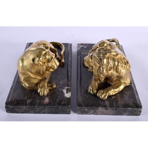 557 - A PAIR OF REGENCY GILT BRONZE LIONS upon grey marble bases. 22 cm x 12 cm.