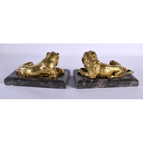 557 - A PAIR OF REGENCY GILT BRONZE LIONS upon grey marble bases. 22 cm x 12 cm.