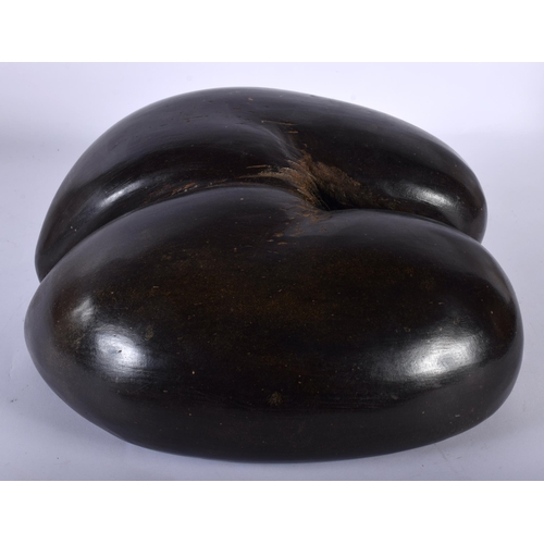 560 - A VERY LARGE COCO DE MER NUT. 30 cm x 27 cm.