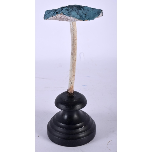 582 - A FOLK ART CARVED AND PAINTED WOOD MUSHROOM SPECIMEN. 21 cm high.