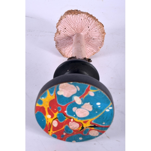 585 - A FOLK ART CARVED AND PAINTED WOOD MUSHROOM SPECIMEN. 20 cm high.