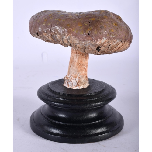 594 - A FOLK ART CARVED AND PAINTED WOOD MUSHROOM SPECIMEN. 14 cm high.