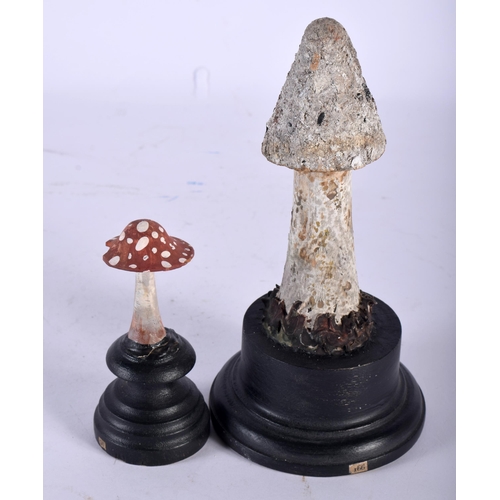 601 - TWO FOLK ART CARVED AND PAINTED WOOD MUSHROOM SPECIMENS. Largest 17 cm high. (2)