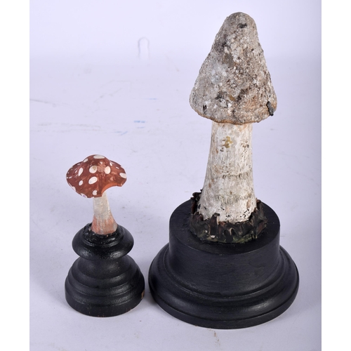 601 - TWO FOLK ART CARVED AND PAINTED WOOD MUSHROOM SPECIMENS. Largest 17 cm high. (2)