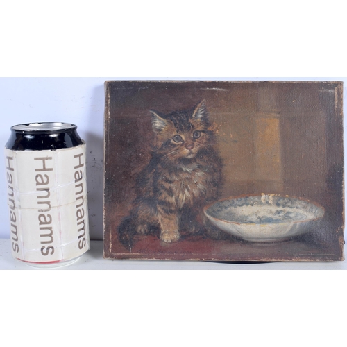 3052 - Wilson Herbert (British Active 1881- 1917) Small oil on canvas of a Kitten 15 x 20 cm .