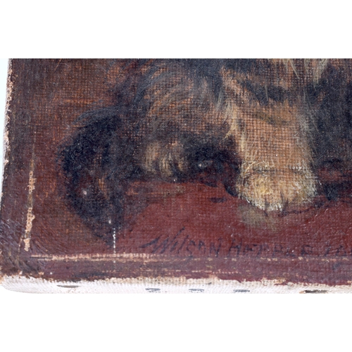 3052 - Wilson Herbert (British Active 1881- 1917) Small oil on canvas of a Kitten 15 x 20 cm .