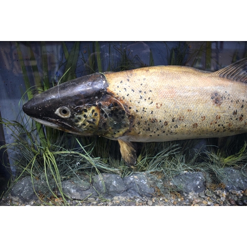 3159 - A cased Taxidermy Rainbow Trout caught in Lough Corrib June 1937 88 x 41 cm.