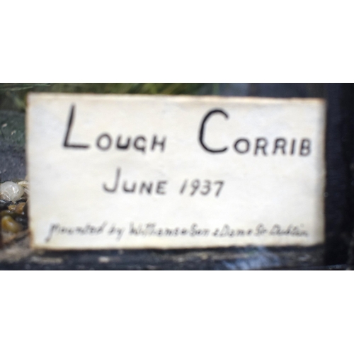 3159 - A cased Taxidermy Rainbow Trout caught in Lough Corrib June 1937 88 x 41 cm.